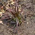 Backyard landscaping update