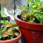 Shady back porch flower pots