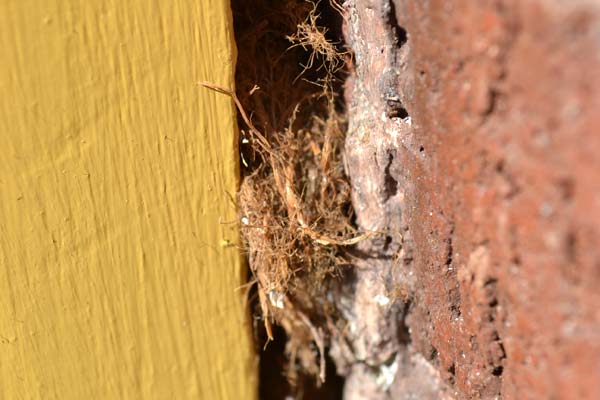 Stripping and refinishing our wood door frame