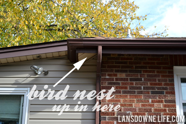 Bird nest in soffit