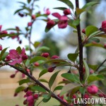 Hello early spring! My bargain tree returns