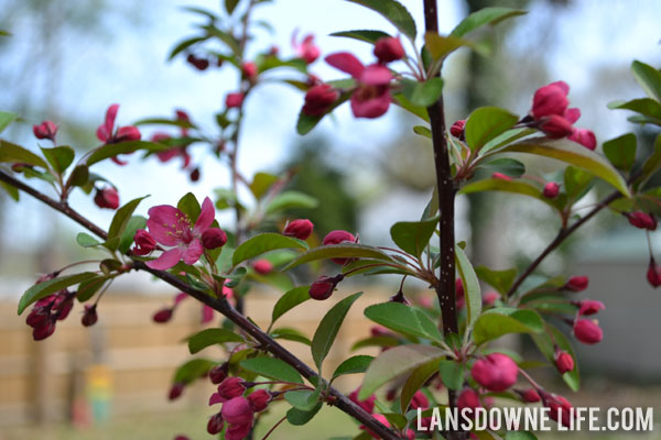 Hot pink Prairiefire Crabapple tree