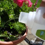 How to repurpose a laundry detergent bottle into a watering can