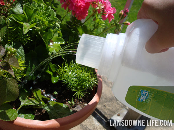 Laundry detergent bottle turned into watering can