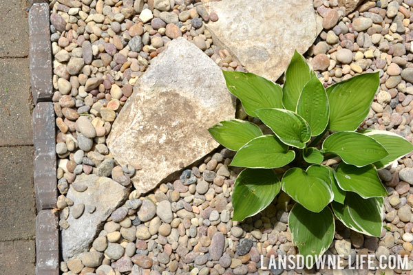 Landscaping bed with hostas and river rock