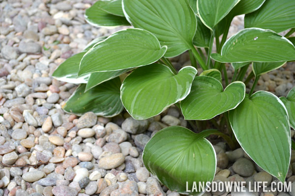 Landscaping bed with hostas and river rock