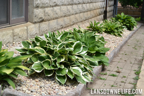 Landscaping bed with hostas and river rock
