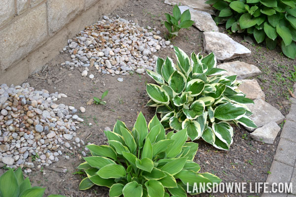 Landscaping bed with hostas and river rock