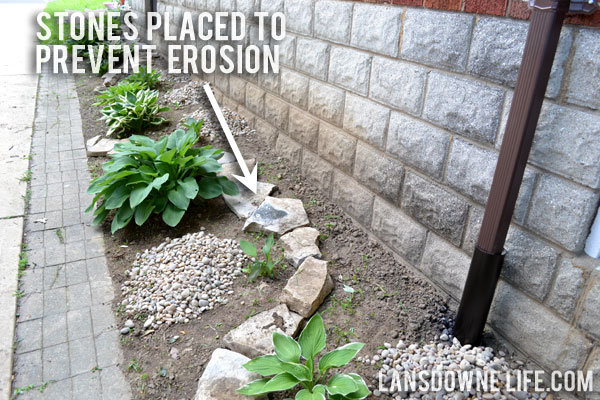 Landscaping bed with hostas and river rock