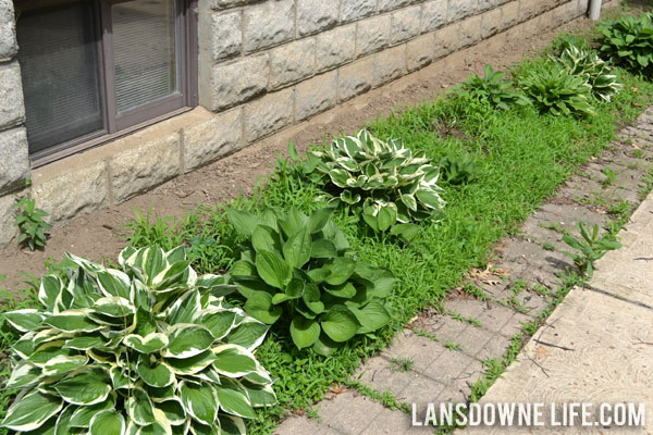 Landscaping bed with hostas and lots of weeds