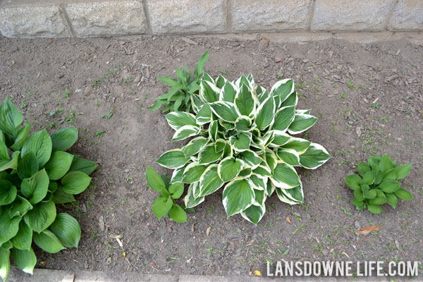 Landscaping bed with hostas on side of house