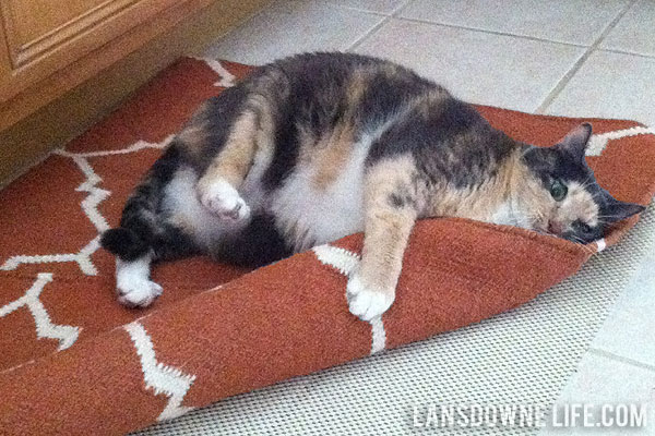 https://www.lansdownelife.com/wp-content/uploads/2013/02/cat-wrapped-in-rug.jpg
