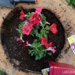 Tree ring planter and backyard update