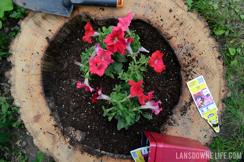 Planting flowers in hollow tree