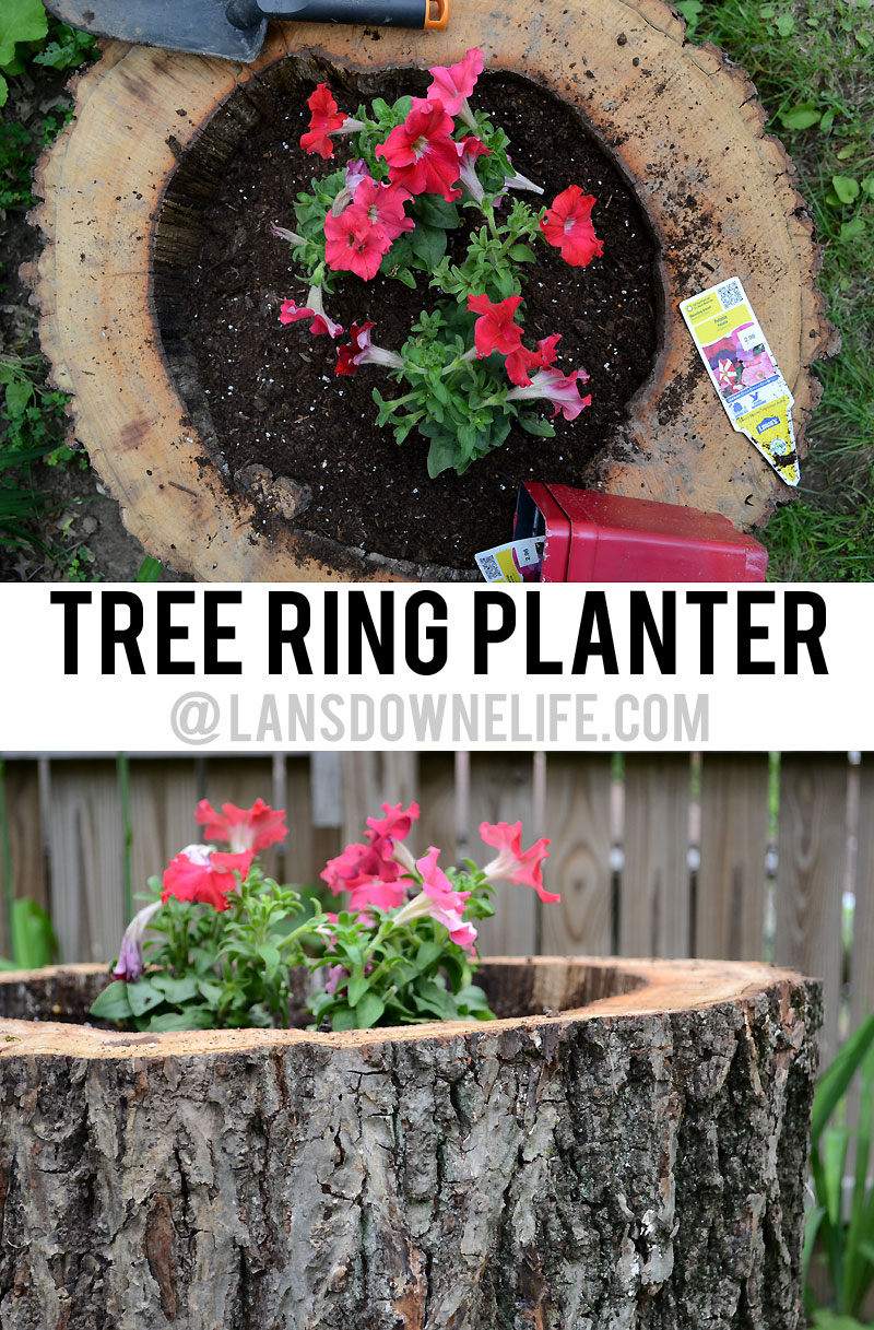 Tree ring planter